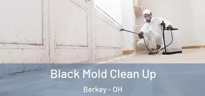 Black Mold Clean Up Berkey - OH