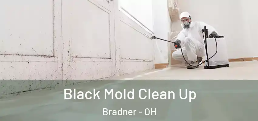  Black Mold Clean Up Bradner - OH