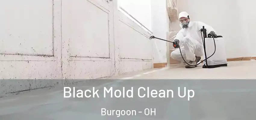  Black Mold Clean Up Burgoon - OH