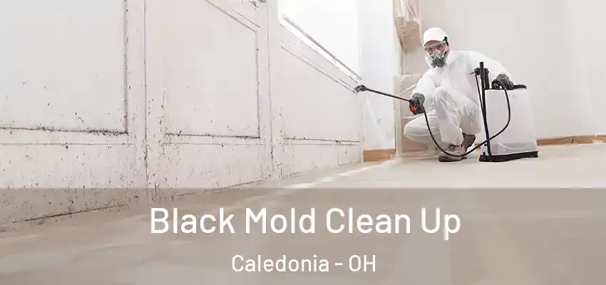  Black Mold Clean Up Caledonia - OH