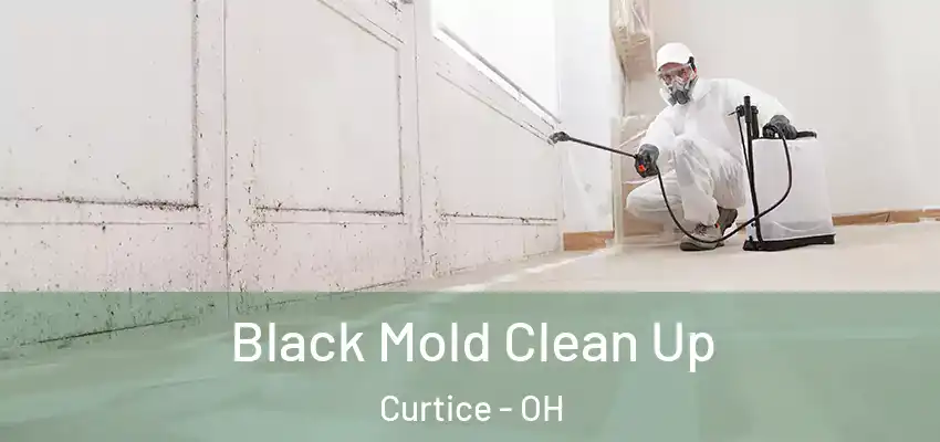  Black Mold Clean Up Curtice - OH