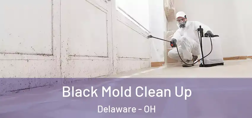Black Mold Clean Up Delaware - OH