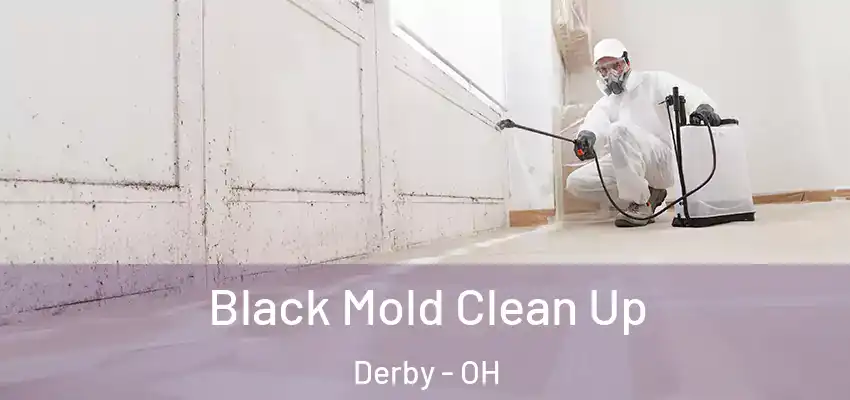  Black Mold Clean Up Derby - OH
