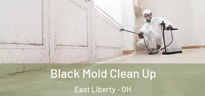  Black Mold Clean Up East Liberty - OH
