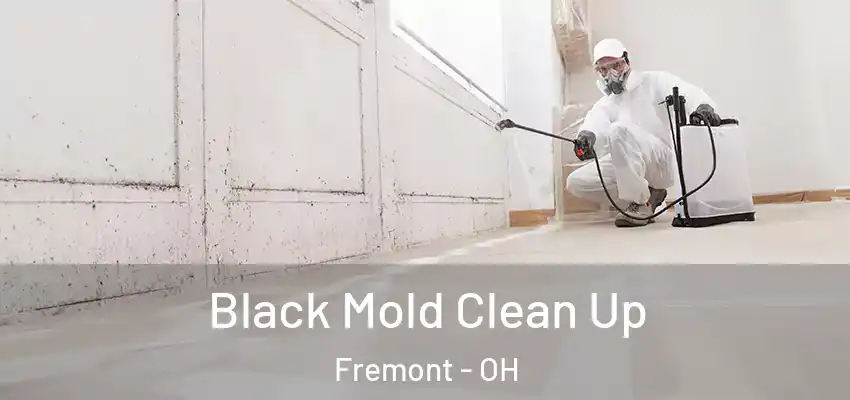  Black Mold Clean Up Fremont - OH