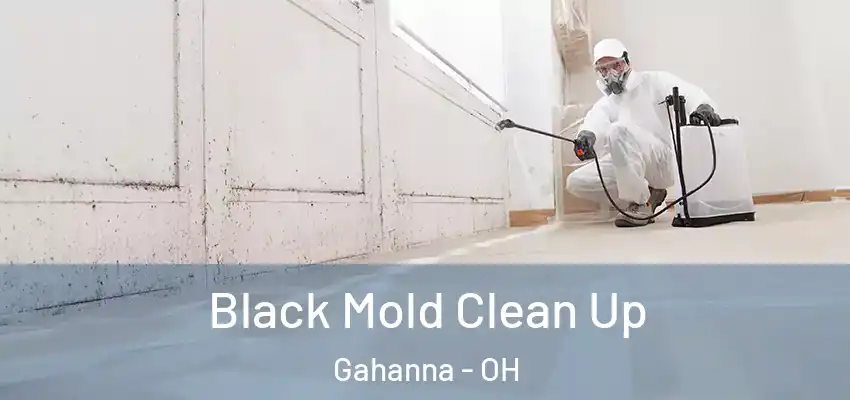 Black Mold Clean Up Gahanna - OH