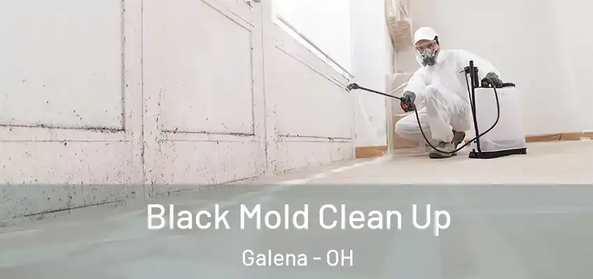  Black Mold Clean Up Galena - OH