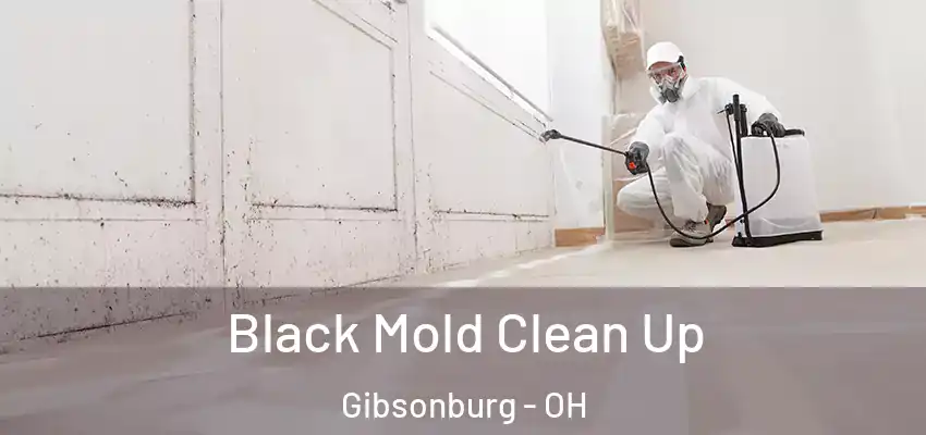 Black Mold Clean Up Gibsonburg - OH