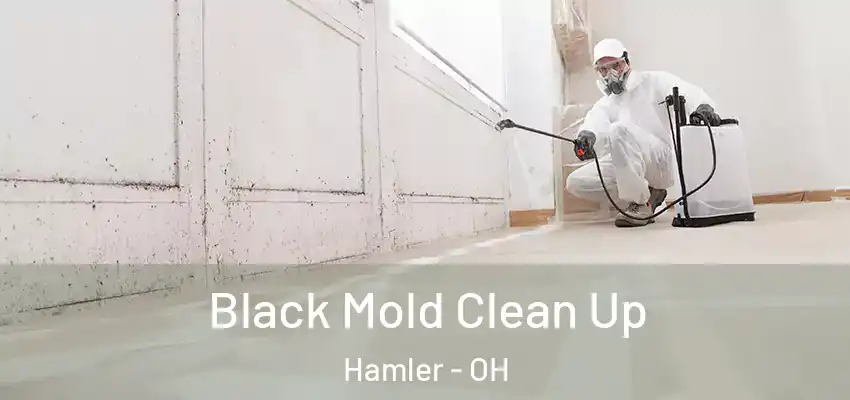  Black Mold Clean Up Hamler - OH