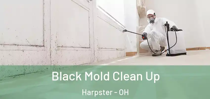  Black Mold Clean Up Harpster - OH