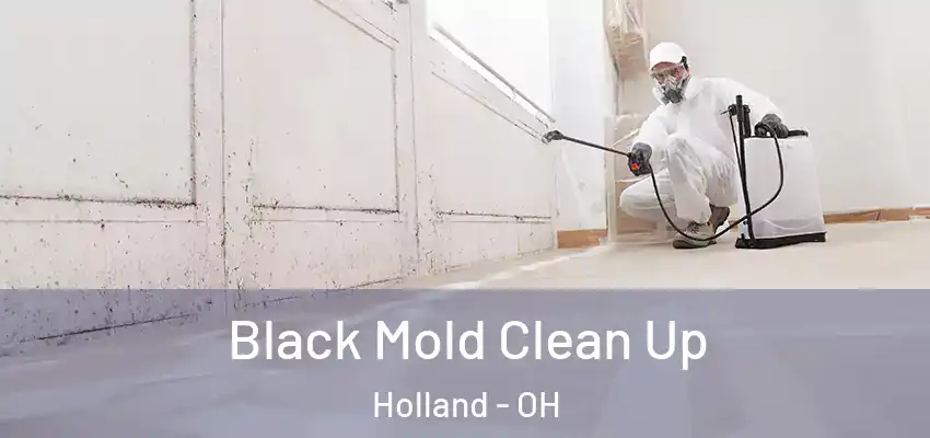 Black Mold Clean Up Holland - OH