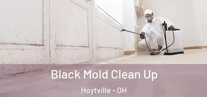 Black Mold Clean Up Hoytville - OH