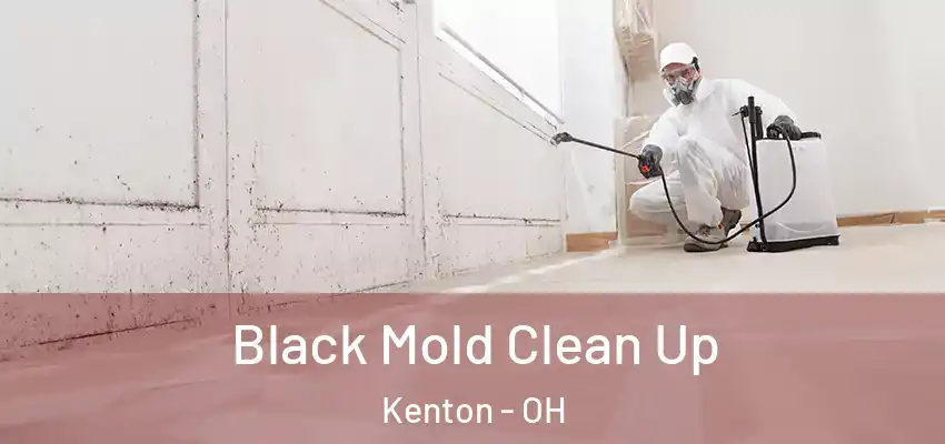  Black Mold Clean Up Kenton - OH