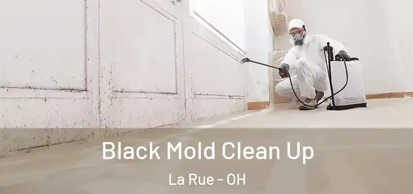  Black Mold Clean Up La Rue - OH