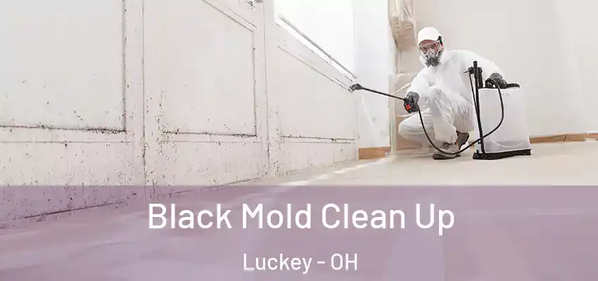 Black Mold Clean Up Luckey - OH