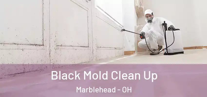 Black Mold Clean Up Marblehead - OH