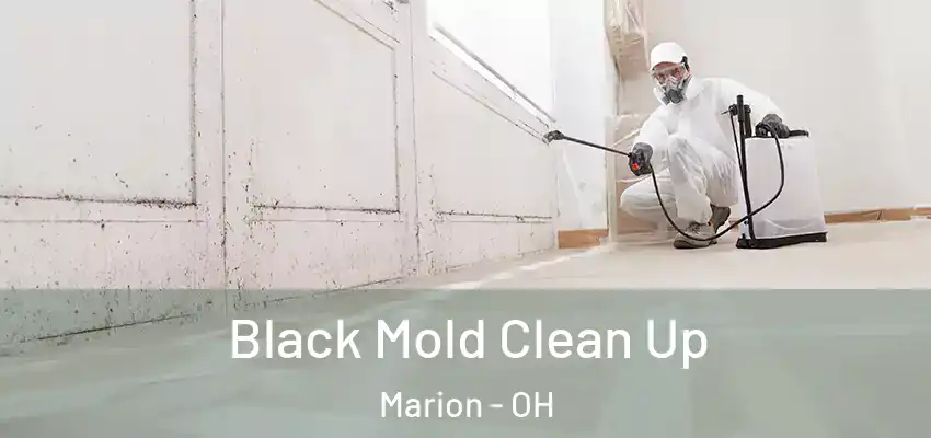  Black Mold Clean Up Marion - OH