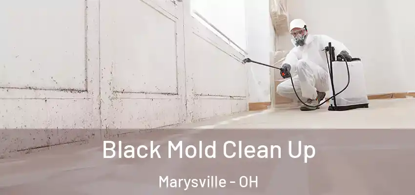 Black Mold Clean Up Marysville - OH