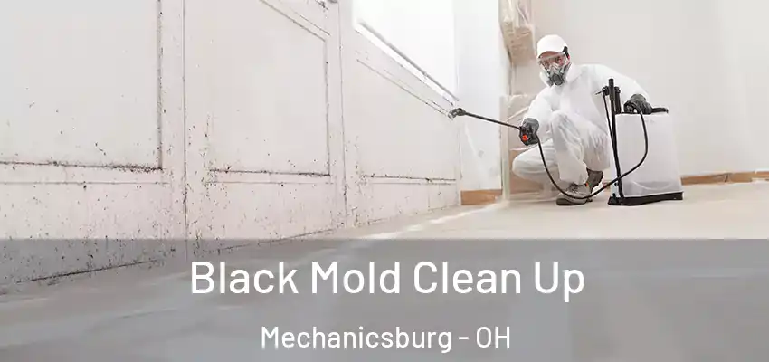  Black Mold Clean Up Mechanicsburg - OH