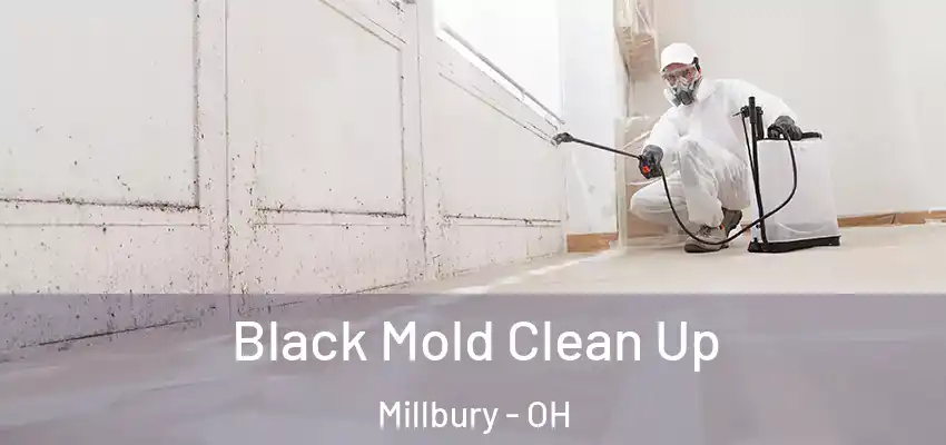  Black Mold Clean Up Millbury - OH