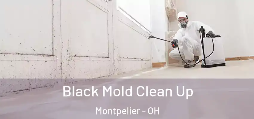  Black Mold Clean Up Montpelier - OH