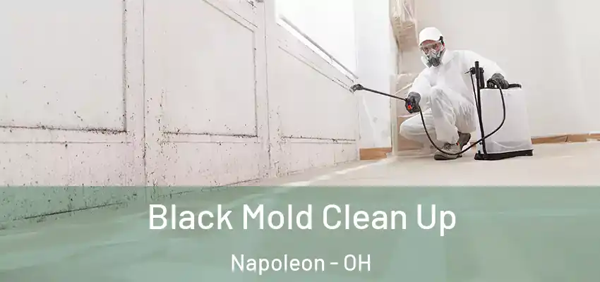 Black Mold Clean Up Napoleon - OH