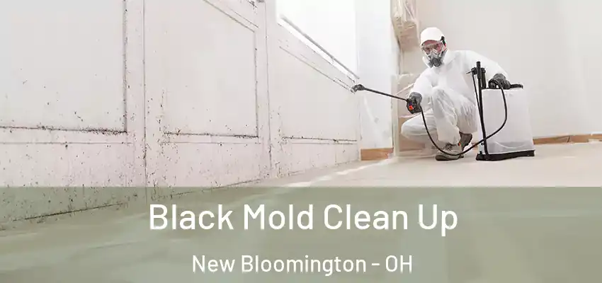  Black Mold Clean Up New Bloomington - OH