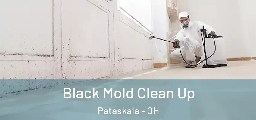  Black Mold Clean Up Pataskala - OH