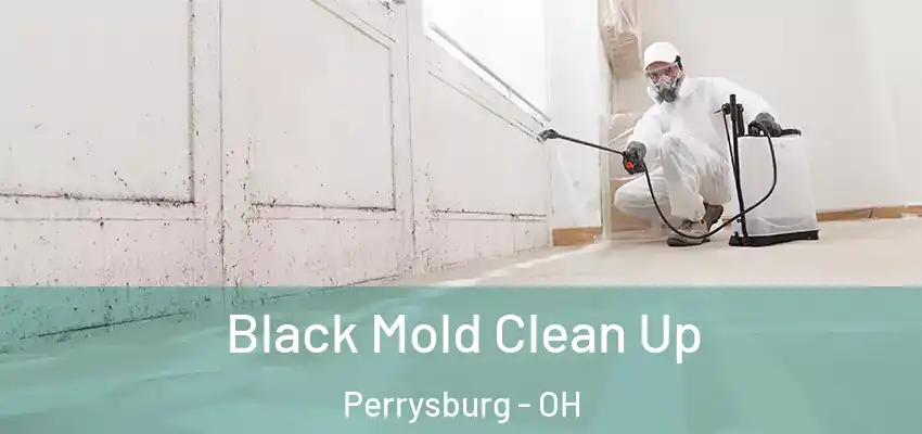 Black Mold Clean Up Perrysburg - OH