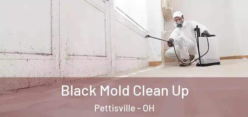 Black Mold Clean Up Pettisville - OH