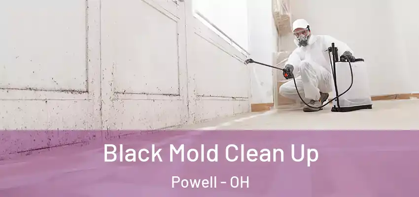 Black Mold Clean Up Powell - OH