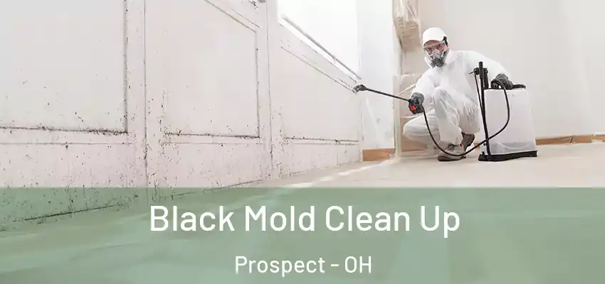 Black Mold Clean Up Prospect - OH