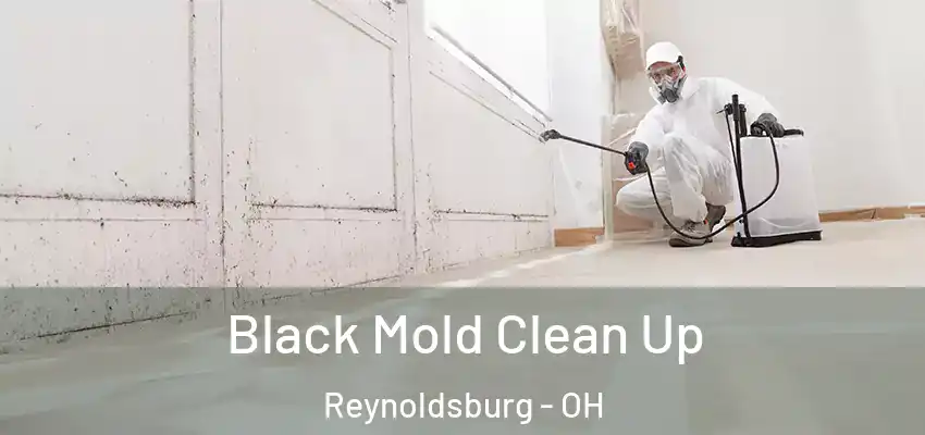  Black Mold Clean Up Reynoldsburg - OH