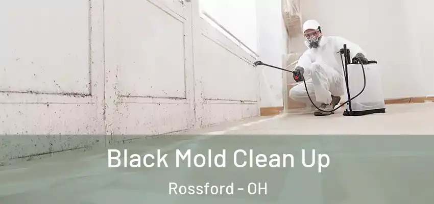  Black Mold Clean Up Rossford - OH
