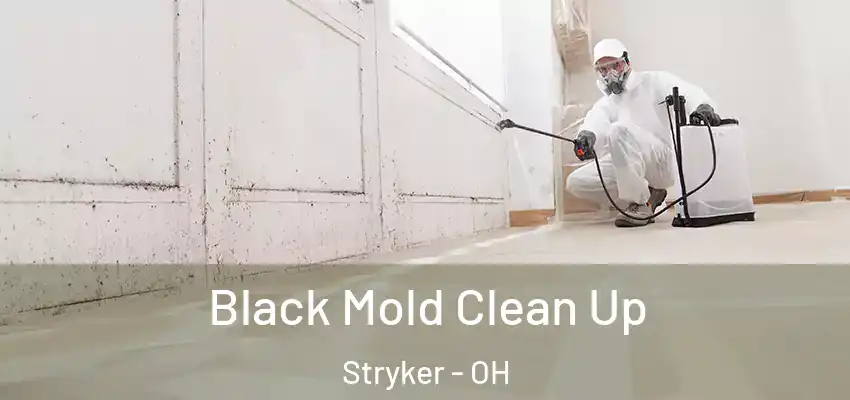 Black Mold Clean Up Stryker - OH