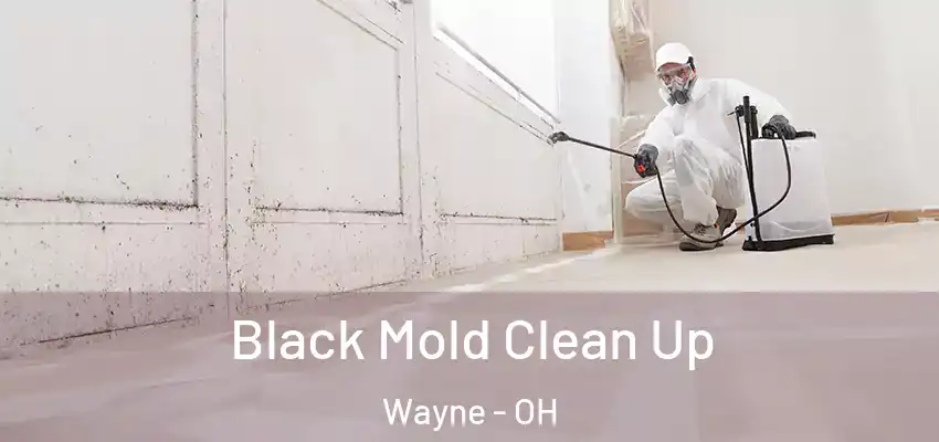 Black Mold Clean Up Wayne - OH