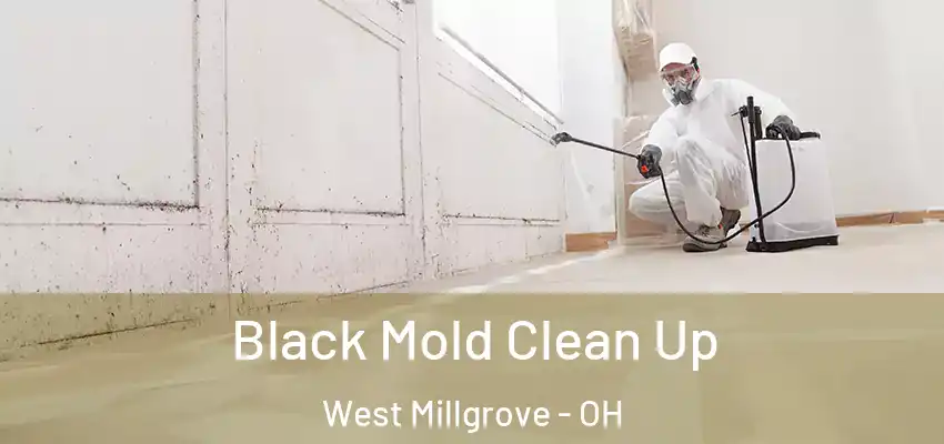  Black Mold Clean Up West Millgrove - OH