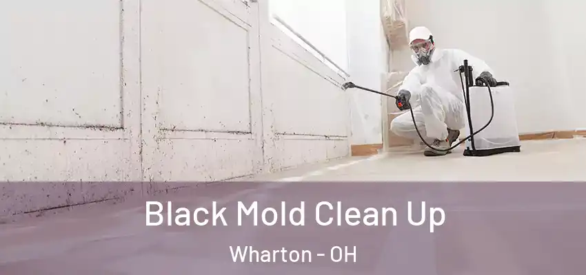  Black Mold Clean Up Wharton - OH
