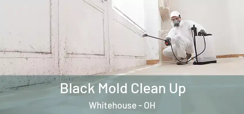  Black Mold Clean Up Whitehouse - OH