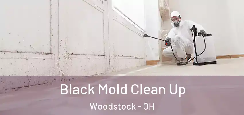 Black Mold Clean Up Woodstock - OH