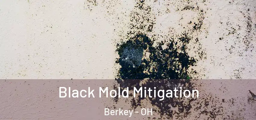  Black Mold Mitigation Berkey - OH
