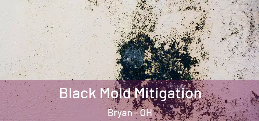  Black Mold Mitigation Bryan - OH