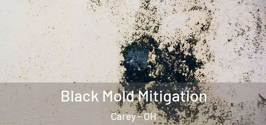  Black Mold Mitigation Carey - OH
