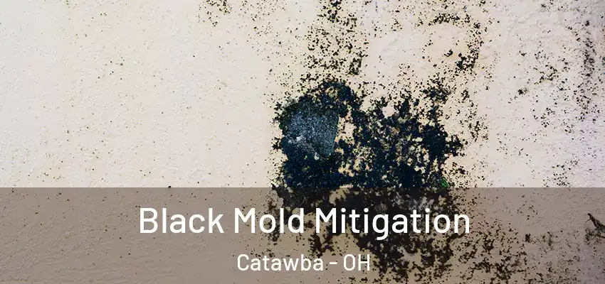  Black Mold Mitigation Catawba - OH