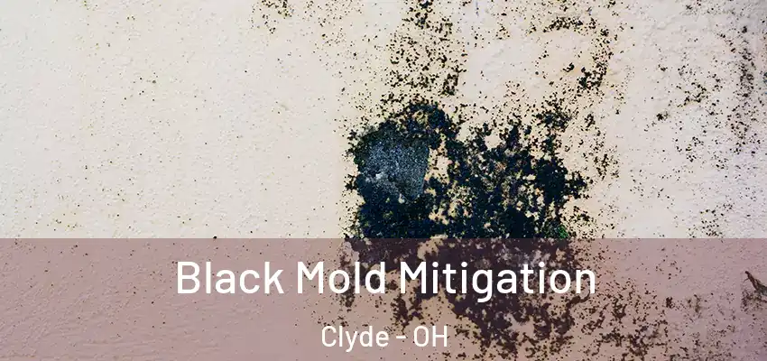 Black Mold Mitigation Clyde - OH