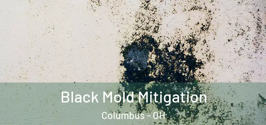  Black Mold Mitigation Columbus - OH