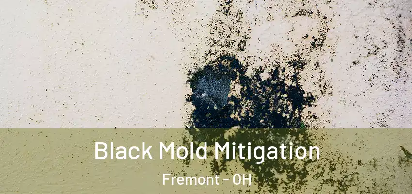  Black Mold Mitigation Fremont - OH