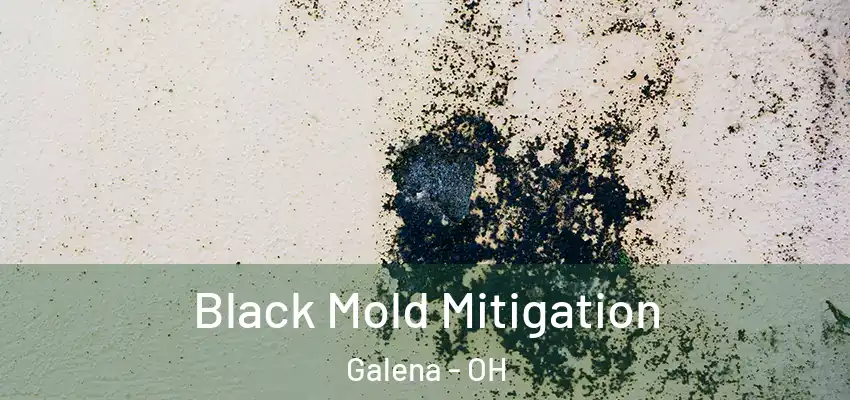  Black Mold Mitigation Galena - OH