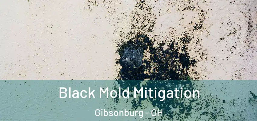  Black Mold Mitigation Gibsonburg - OH