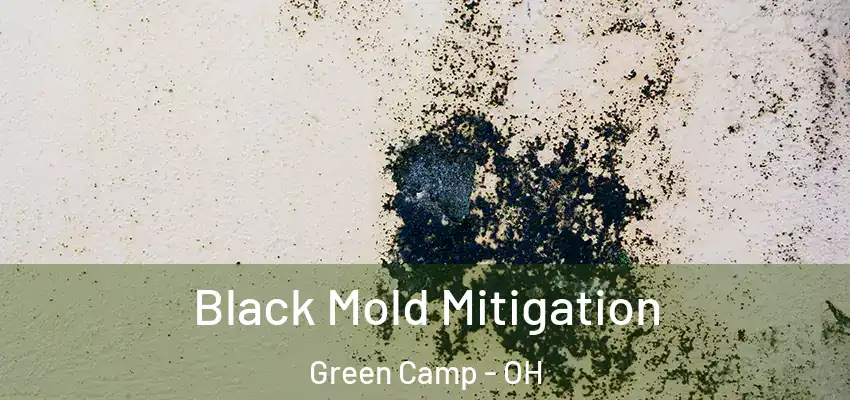 Black Mold Mitigation Green Camp - OH